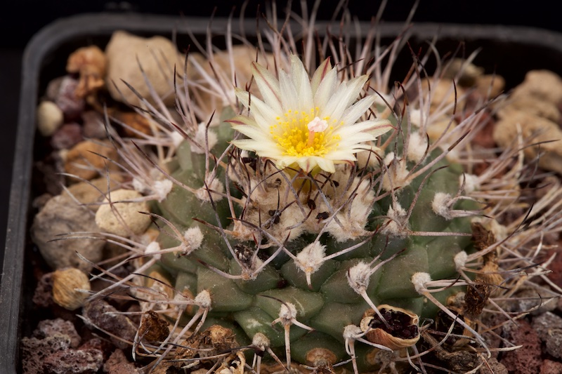 Turbinicarpus swobodae 