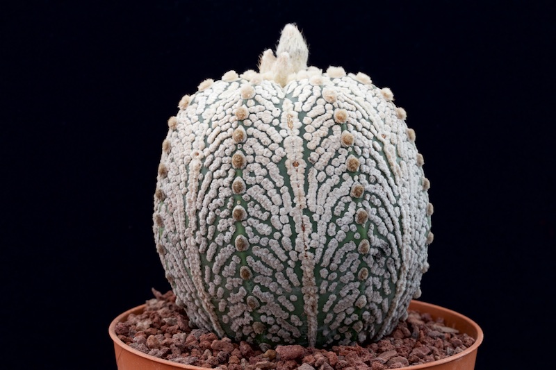 Astrophytum asterias cv. super kabuto 