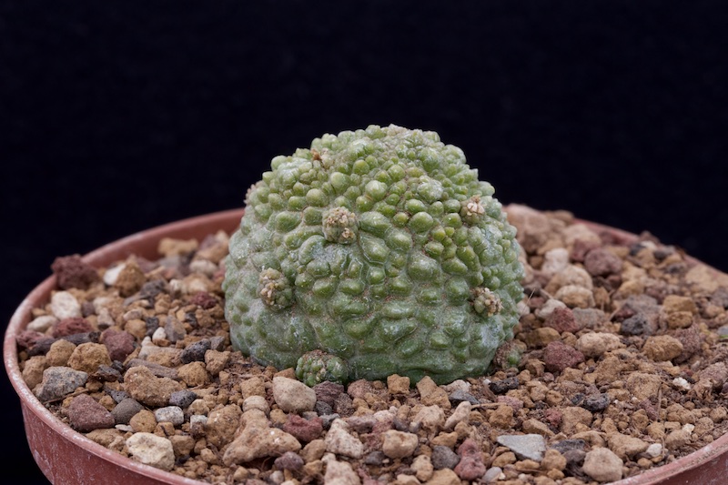 Pseudolithos migiurtinus 