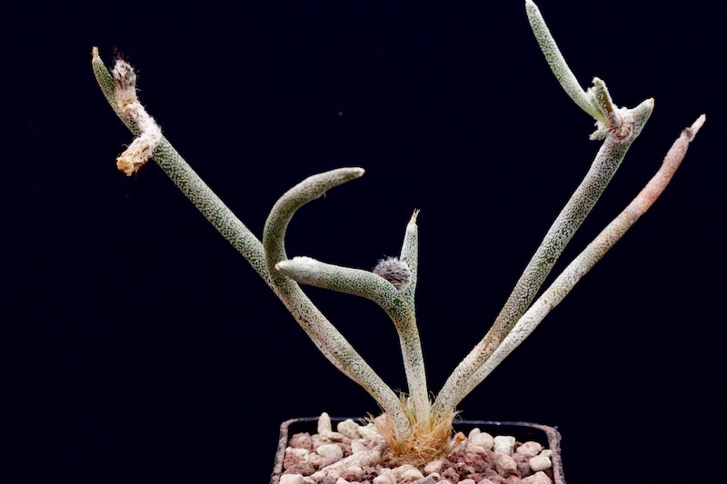 Astrophytum caput-medusae 