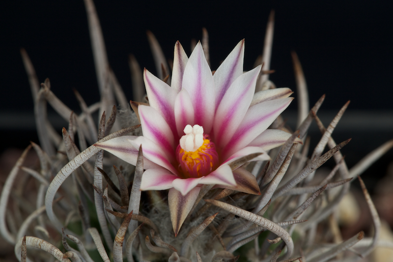 Turbinicarpus schmiedickeanus 