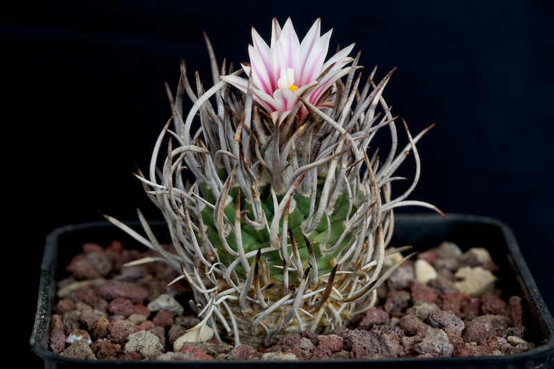 Turbinicarpus schmiedickeanus SB 755