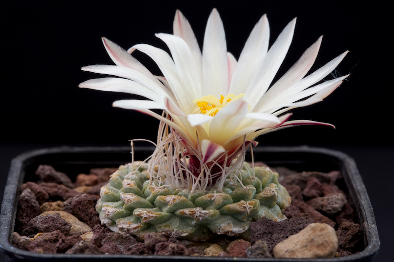 Strombocactus disciformis VM 207