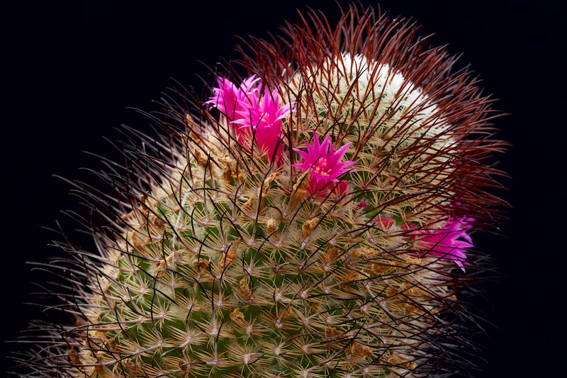 Mammillaria huitzilopochtli ssp. niduliformis 