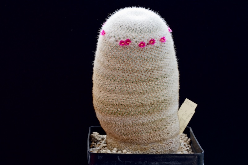 Mammillaria albilanata 