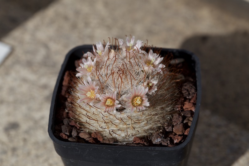 mammillaria chica