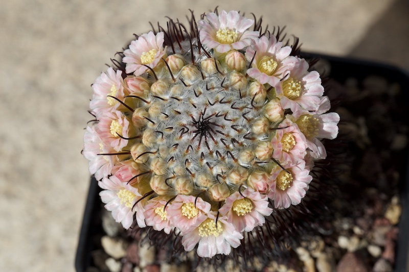 Mammillaria perezdelarosae 