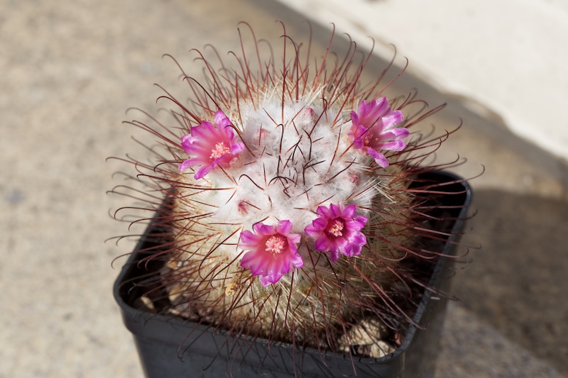 Mammillaria bombycina 