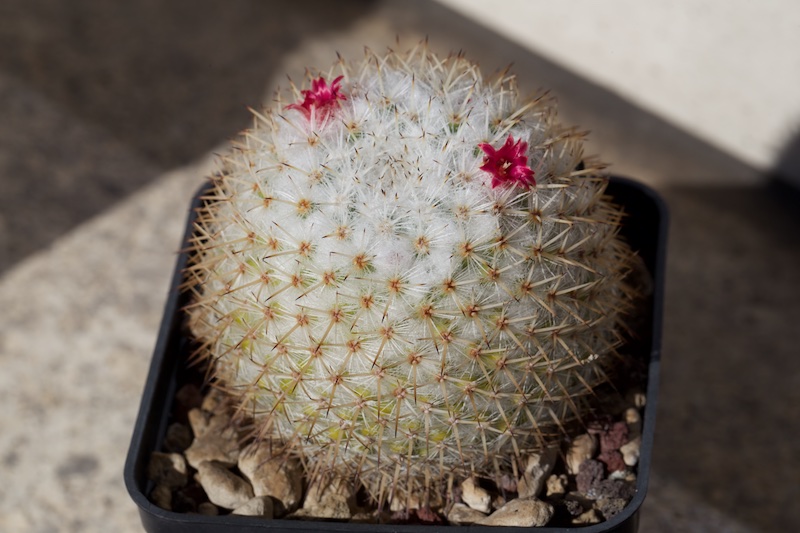 Mammillaria kunthii 