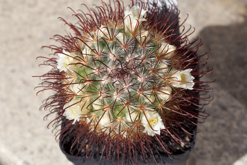 Mammillaria cowperae 