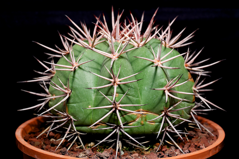 Melocactus disciformis 