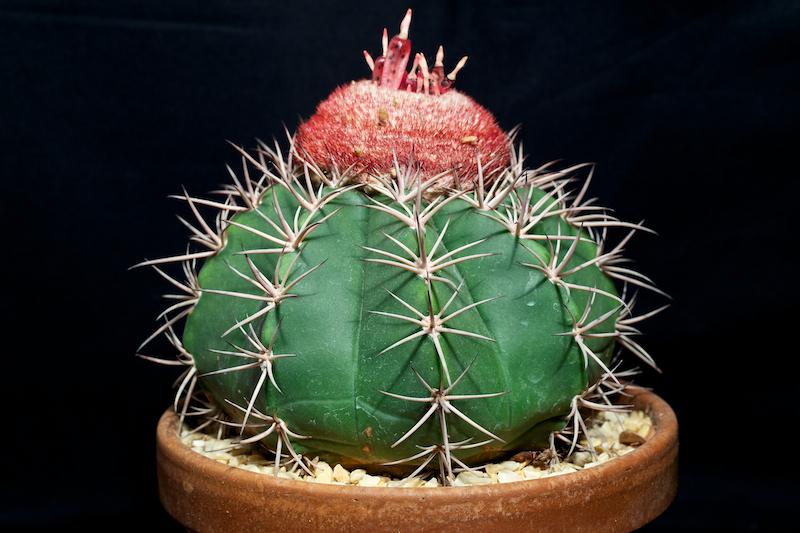 melocactus violaceus