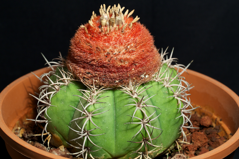 Melocactus matanzanus 