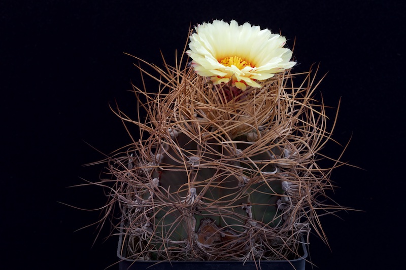 Astrophytum capricorne v. aureum 