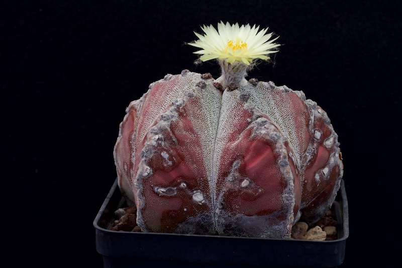 astrophytum myriostigma v. potosinum