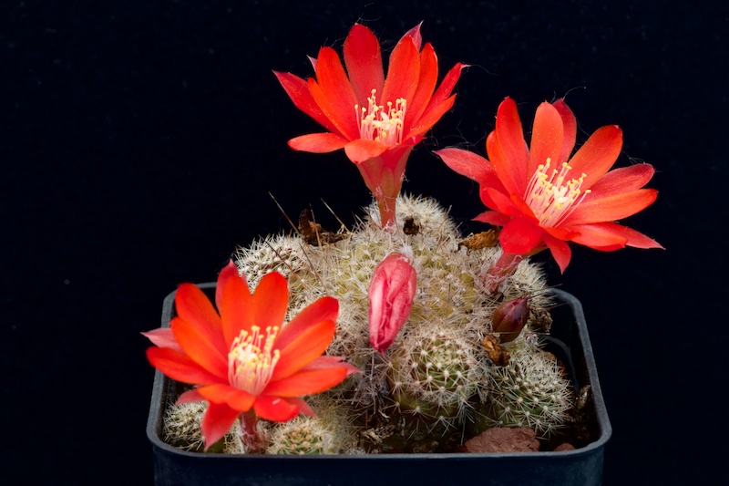 Rebutia albiareolata FR761