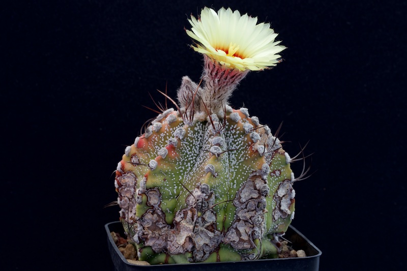 Astrophytum asterias x capricorne 