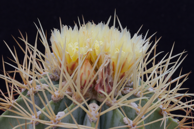 Ferocactus glaucescens 