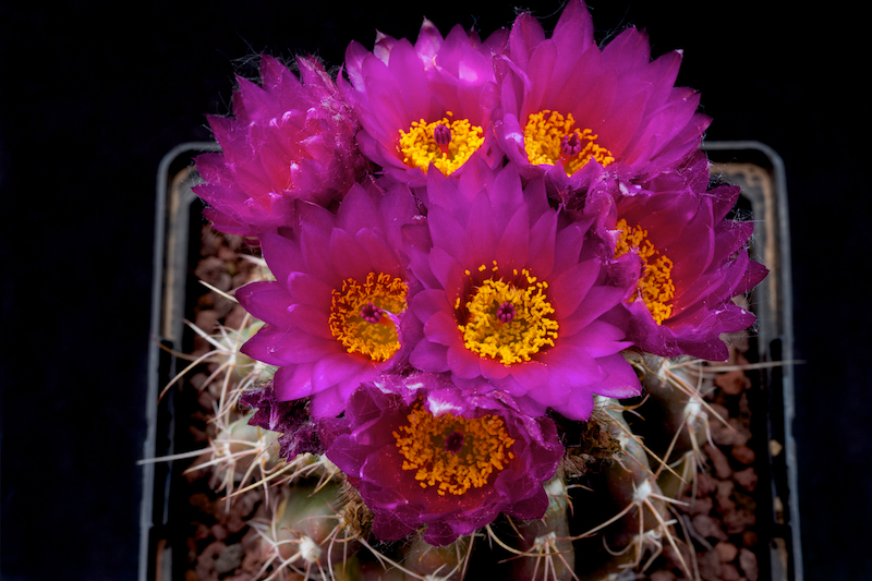 Parodia werneri 