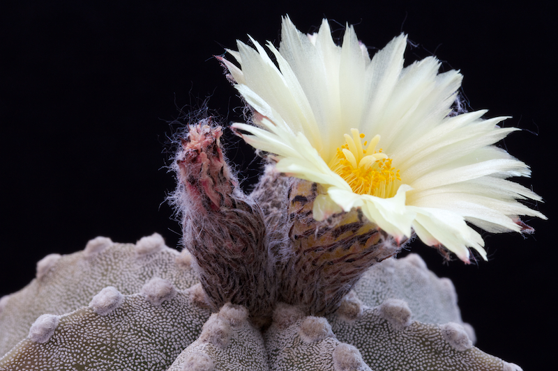 Astrophytum myriostigma x ornatum 