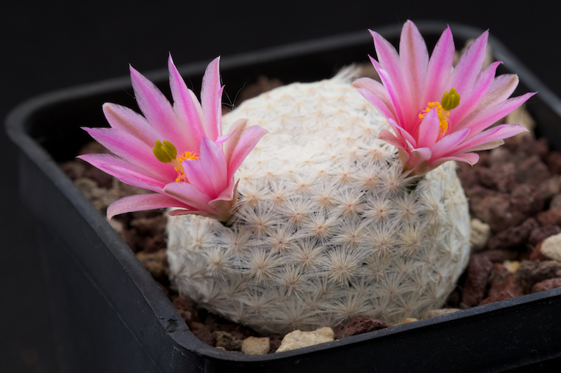 Mammillaria herrerae 