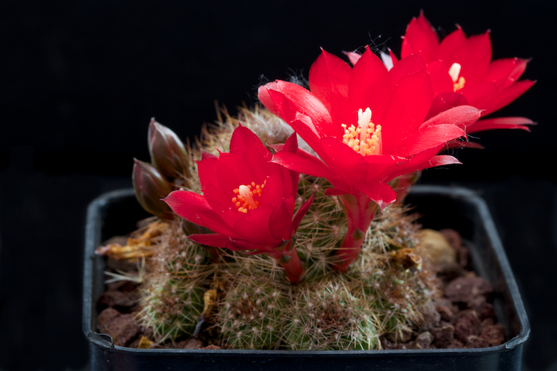 Rebutia padcayensis 