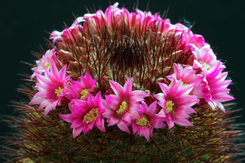 Mammillaria spinosissima cv. rubra 