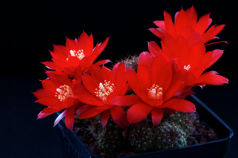 Rebutia padcayensis R 322