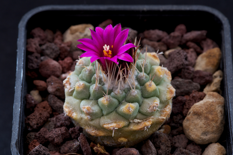 Strombocactus disciformis ssp. esperanzae 