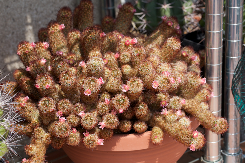 Mammillaria elongata 