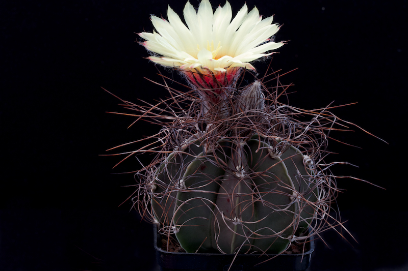 Astrophytum capricorne v. senile 