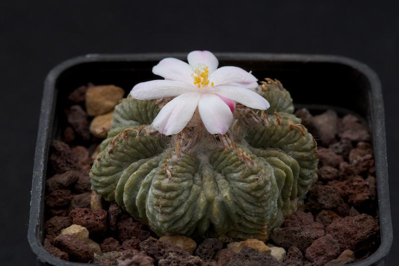 Aztekium ritteri 