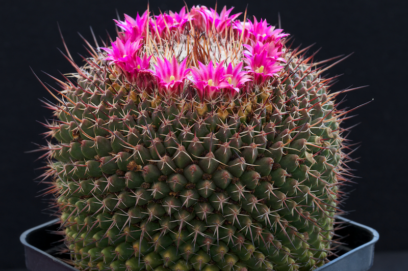 Mammillaria mystax 