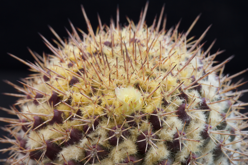 Mammillaria karwinskiana ssp. beiselii f. arteaga 