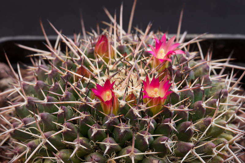 Mammillaria scrippsiana v. armeria 