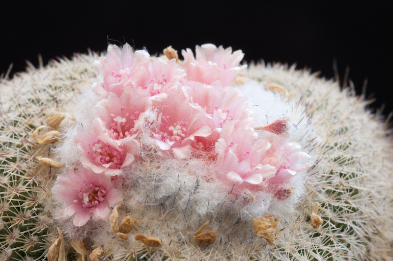 Epithelantha micromeris 