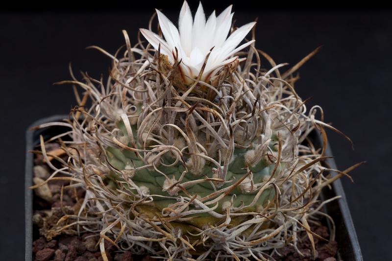 Turbinicarpus schwarzii 