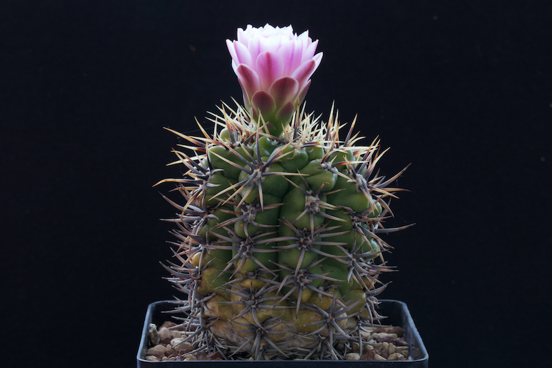 Gymnocalycium horridispinum 