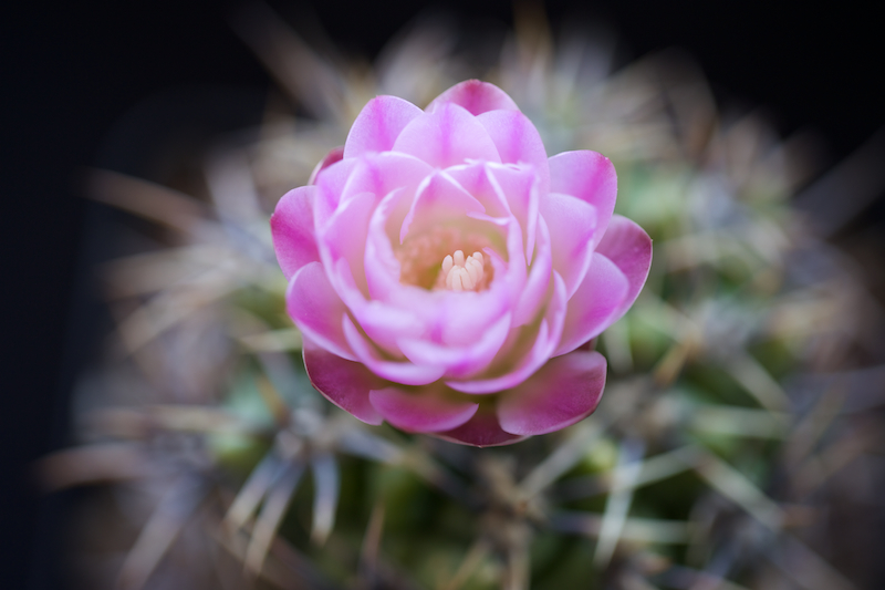 Gymnocalycium horridispinum 