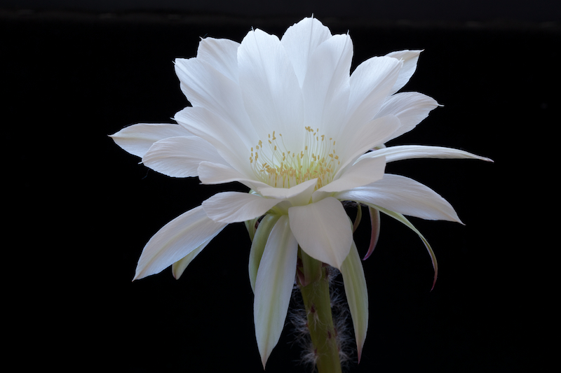 Echinopsis subdenudata 