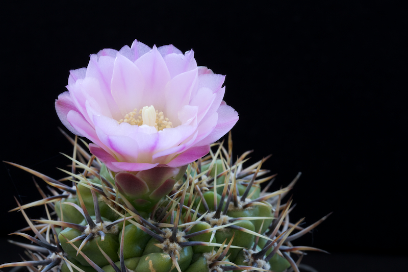 Gymnocalycium horridispinum 