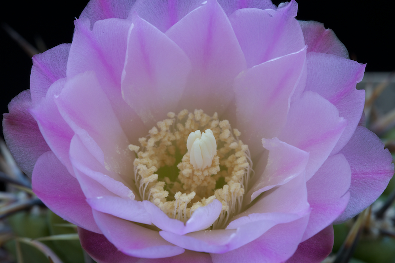 Gymnocalycium horridispinum 