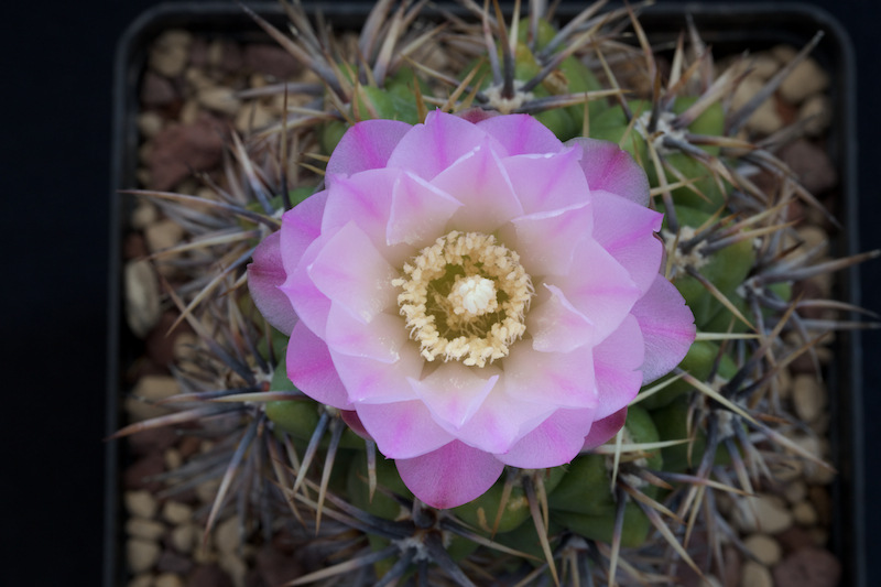 Gymnocalycium horridispinum 