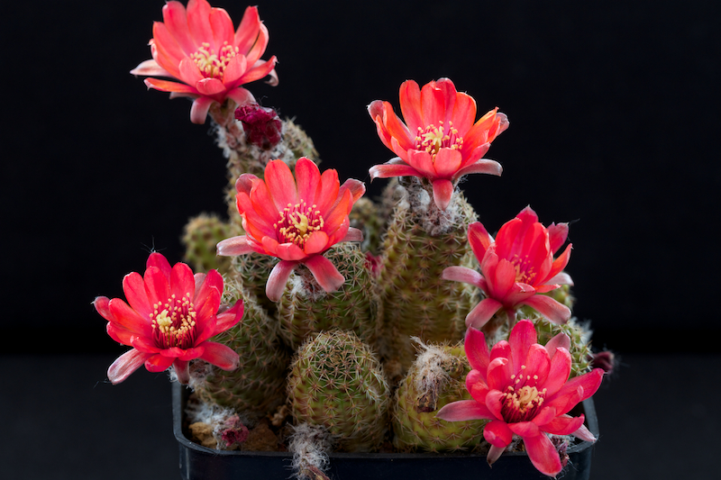 Rebutia pygmaea 