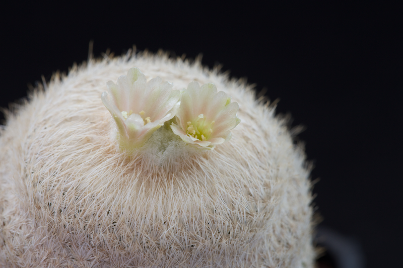 Epithelantha bokei 