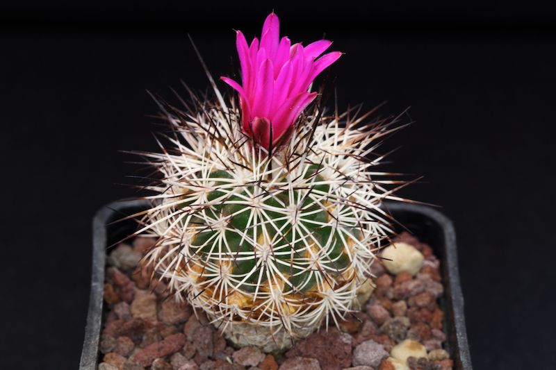 Turbinicarpus horripilus 