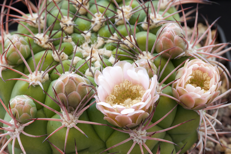 Gymnocalycium saglionis 