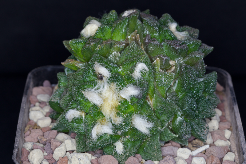 Ariocarpus fissuratus v. hintonii 