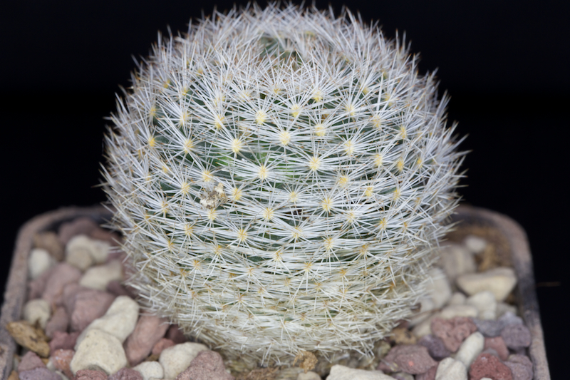 Mammillaria wohlschlageri 