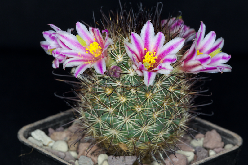 Mammillaria blossfeldiana 